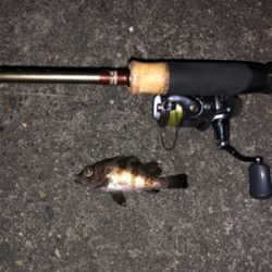 久々のアジング&メバリング