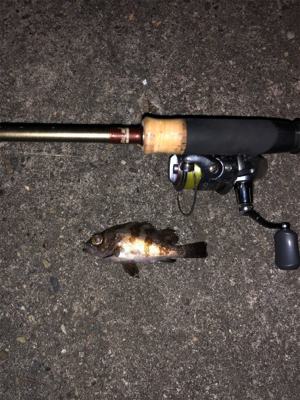久々のアジング&メバリング