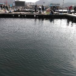 これが今年最後の海上釣堀