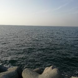 またサゴシ～(・ε・｀ )