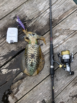 たぶん、アオリ納め