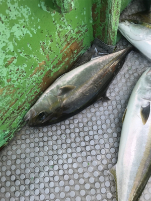 孝洋丸 落とし込み