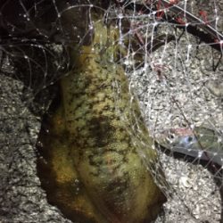 まだまだイカは小さかった