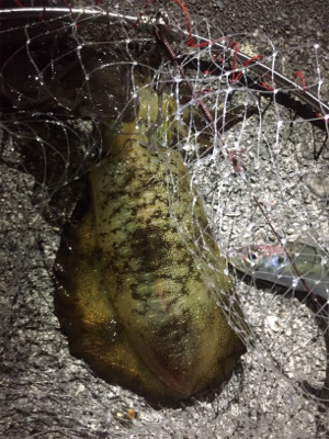 まだまだイカは小さかった