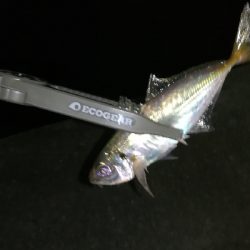 ナイトアジング