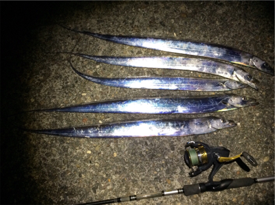 マリンピア沖洲でタチウオ