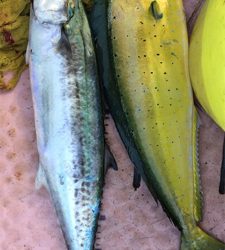 マイボートでサゴシ、ナブラ打ち!