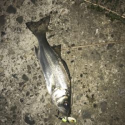 安定のチーバス祭り