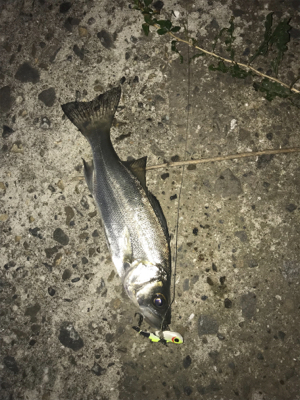 安定のチーバス祭り