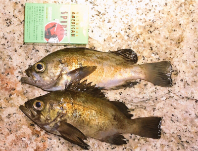 メバリング開幕