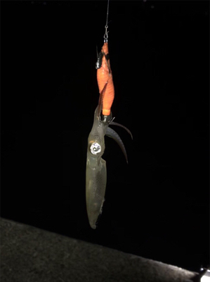 ヒイカ釣り初の1091モード＼(^^)／