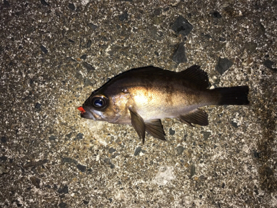 アーミーベイト(笑)。