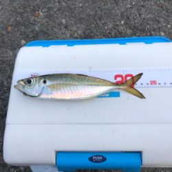 泳がせ釣り／サビキ釣り