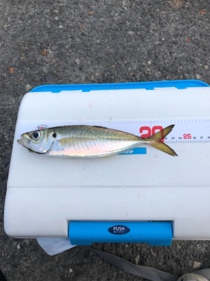 泳がせ釣り／サビキ釣り