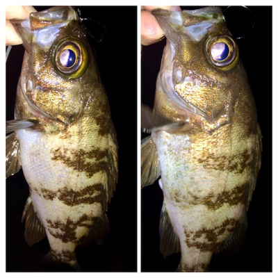 メバリンガー1710〜1750