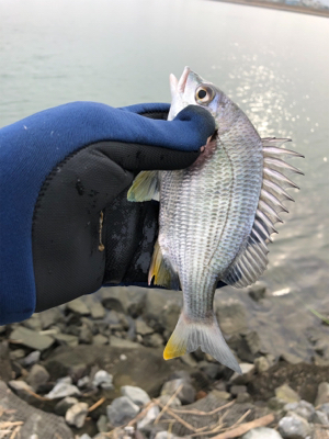 年無しまであと少し