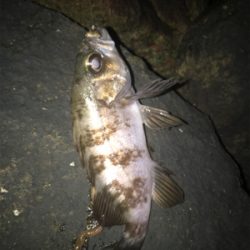 電気ウキ流し釣り