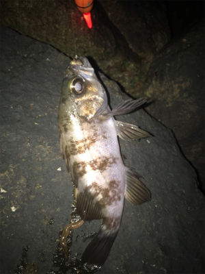 電気ウキ流し釣り