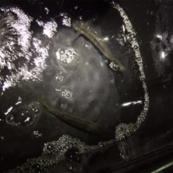 ファミリーアジングー