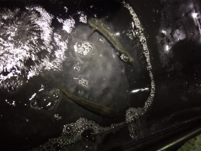 ファミリーアジングー