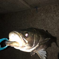 ヒラスズキみたいな