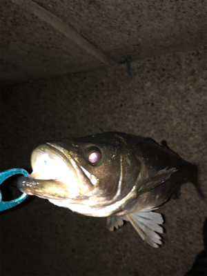 ヒラスズキみたいな