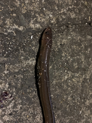 まさかのハマチ！！