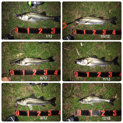 セイゴ連チャン