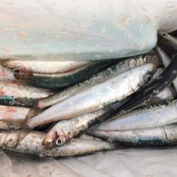 大浦漁港でサビキ