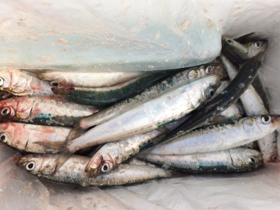 大浦漁港でサビキ