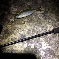 アジング＆ロックフィッシュ秋田港