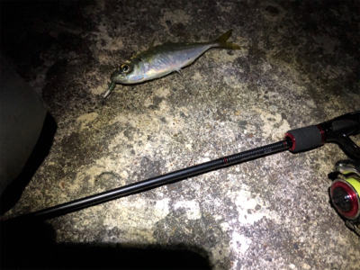 アジング＆ロックフィッシュ秋田港