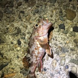 青物根魚ヒトデの三目達成^_^