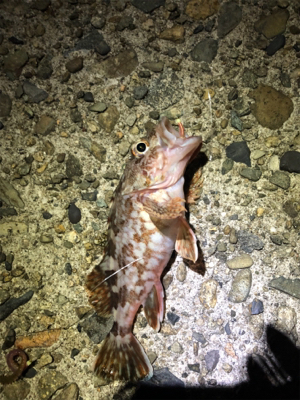 青物根魚ヒトデの三目達成^_^
