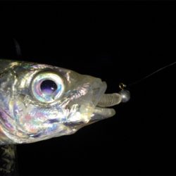 メバル狙いのはずが