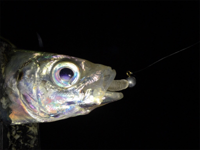 メバル狙いのはずが