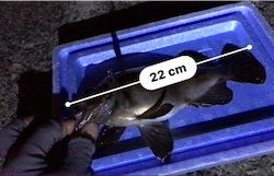 久しぶりの投稿