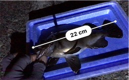 久しぶりの投稿