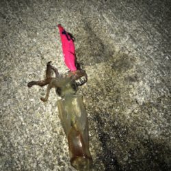 ヒイカとチーバス釣り(^ ^)