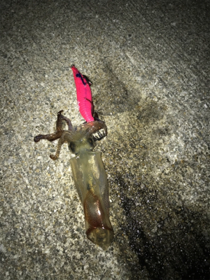 ヒイカとチーバス釣り(^ ^)