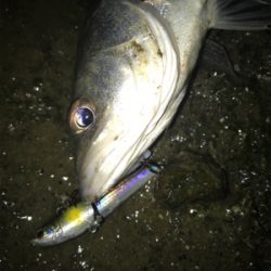 キビレ探しでしたが…