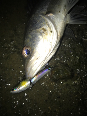 キビレ探しでしたが...