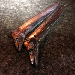 小雨の中、連日の釣行(^^)