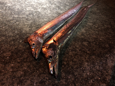 小雨の中、連日の釣行(^^)