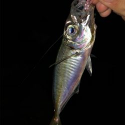 アジングからのメバリング