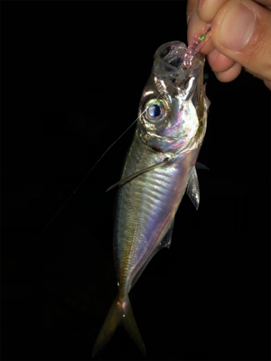 アジングからのメバリング