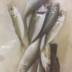 プラッキングメバル