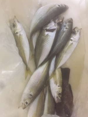 プラッキングメバル