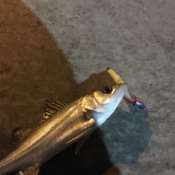 まさかのサバチヌ