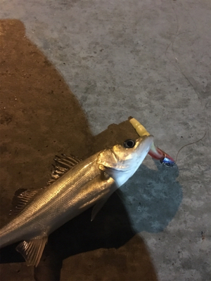 まさかのサバチヌ